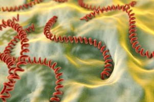 Leptospirosis bacteria